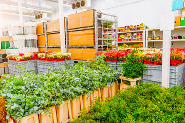 Brightly colored flowers and lush greenery are neatly organized in a flower market, illuminated by...