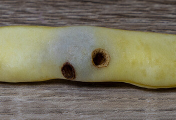 A bean pod infested with Acanthoscelides obtectus