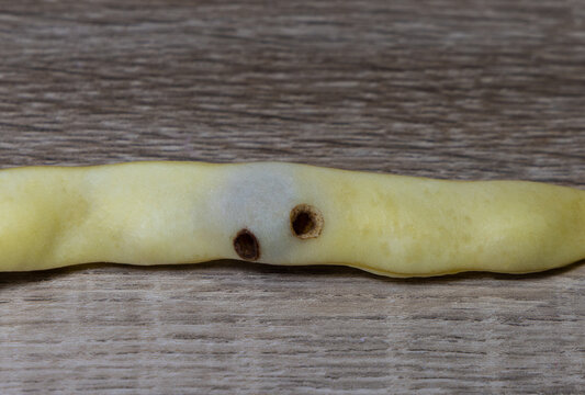 A bean pod infested with Acanthoscelides obtectus