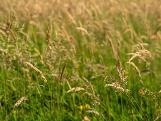 A field of tall grass with a few weeds in it. The grass is green and the weeds are brown. Colors and vibe of summer. Nobody. Selective focus.