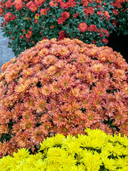 colorful mums large round bouquet. Chrysanthemum Asteraceae assortment in orange, yellow, and red decorative background flowers, vertical shot full frame, close up