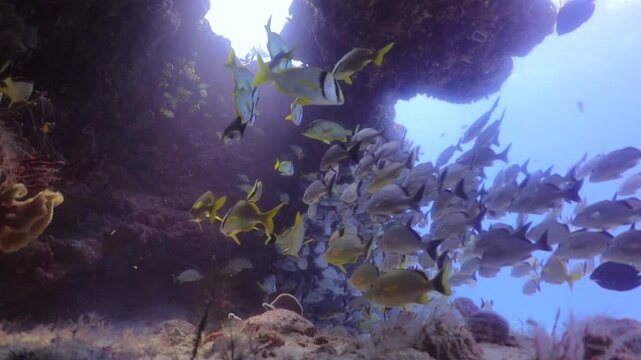 Cardumen de diferentes especies de peces refugiados bajo una cueva submarina.