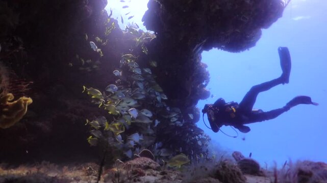 Buzo observando un gran cardumen de diferentes especies de peces
