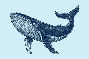 Whale vintage engraving etching style vector illustration © Victoria