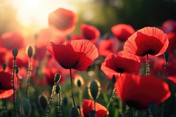 Obraz premium Vibrant red poppies in a field, bathed in golden sunlight (1)