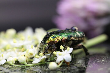 golden beetles feeding on flower pollen Cetonia aurata golden scarab beetle