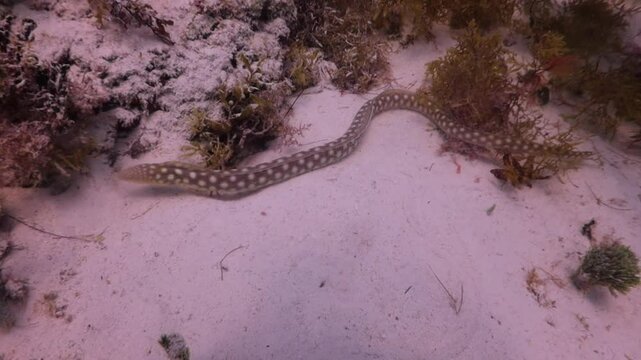 Anguila saf&iacute;o ocelada (myrichthys ocellatus) 