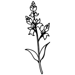 Realistic Black Ink Snapdragon Sketch Long Stem Botanical Line Art