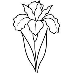 Realistic Line Art Drawing of an Iris Flower with Ruffled Petals