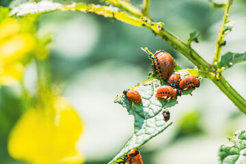 Colorado Potato Beetle Larvae Feeding on Potato Plant Leaves in a Garden During the Growing Season