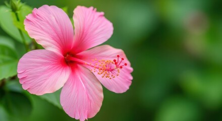 Fototapeta premium Beautiful Pink Hibiscus Flower Blooming in the Garden with Green Leaves and Soft Bokeh Background
