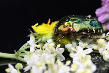 golden beetles feeding on flower pollen Cetonia aurata golden scarab beetle