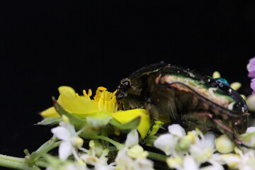 golden beetles feeding on flower pollen Cetonia aurata golden scarab beetle