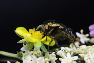 golden beetles feeding on flower pollen Cetonia aurata golden scarab beetle