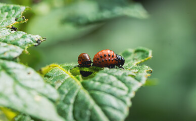 Colorado Potato Beetle Larvae Feeding on Potato Plant Leaves in a Garden During the Growing Season