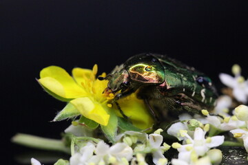 golden beetles feeding on flower pollen Cetonia aurata golden scarab beetle