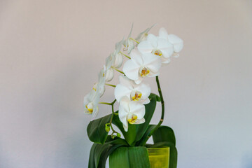 Beautiful branch of white orchid flower Phalaenopsis, known as the Moth Orchid or Phal on light gray background. Close-up. Magical idea for any design
