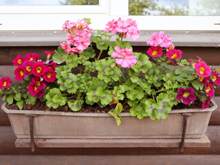 Red and pink flowering plants in a flower box in the window sill 