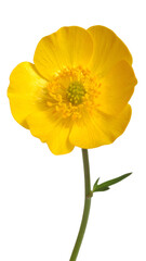 Naklejka premium Bright Yellow Flower on a Green Stem Captured in Natural Light