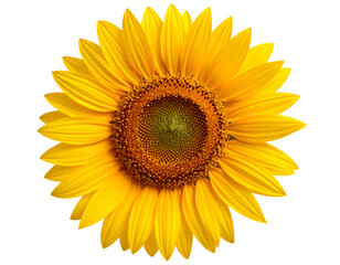 Fototapeta premium Bright and Vibrant Sunflower Bloom Isolated on White Background