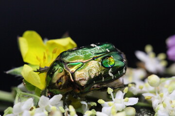 golden beetles feeding on flower pollen Cetonia aurata golden scarab beetle