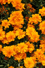 Flowers Marigolds (Tagetes), top view. Beautiful bright orange-yellow flowers. Floral background. Top view of bright marigold flowers in full bloom. Flowers with lush green foliage. Summer garden
