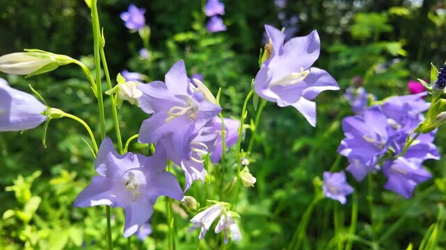 Elegant hand blue bell flowers captured in slow motion, framed by vibrant green blur of forest, creating dreamy natural scene filled with peaceful vibes