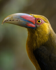 Saffron Toucanet (Pteroglossus bailloni) Araçari-banana