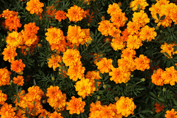 Flowers Marigolds (Tagetes), top view. Beautiful bright orange-yellow flowers. Floral background. Top view of bright marigold flowers in full bloom. Flowers with lush green foliage. Summer garden