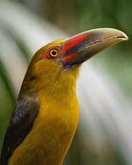 Saffron Toucanet (Pteroglossus bailloni) Araçari-banana