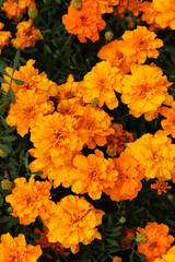 Flowers Marigolds (Tagetes), top view. Beautiful bright orange-yellow flowers. Floral background. Top view of bright marigold flowers in full bloom. Flowers with lush green foliage. Summer garden