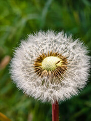 Close-Up of a Dandelion Seed Head in Nature
