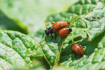 Colorado potato beetles are seen actively feeding on the green leaves of a potato plant in a garden The vibrant red and black markings contrast with the lush foliage surrounding them