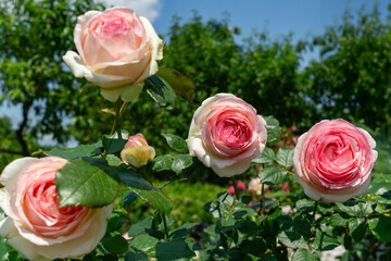Vibrant display of four blooming 'Pierre de Ronsard' roses with soft pink and white petals, surrounded by lush green foliage, capturing  delicate beauty and freshness of flowers