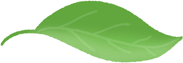 Fototapeta premium 열대 나뭇잎 일러스트_