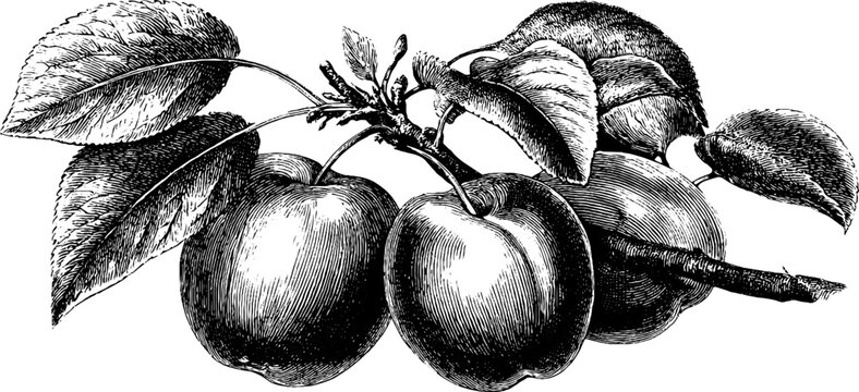 Vintage engraving of apricot and plum branches - retro fruit illustration for design
