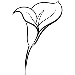 Black and White Calla Lily Line Art White Background