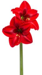 Vibrant Red Amaryllis Flowers with Rich Petals and Green Stem