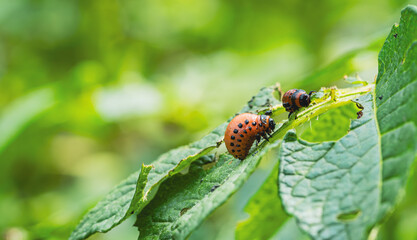 Colorado potato beetles are seen actively feeding on the green leaves of a potato plant in a garden The vibrant red and black markings contrast with the lush foliage surrounding them
