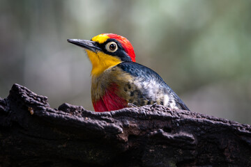 Yellow-fronted Woodpecker (Melanerpes flavifrons) Benedito-de-testa-amarela