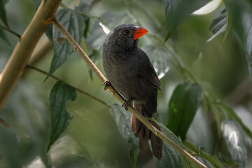 Black-throated Grosbeak (Saltator fuliginosus) Bico-de-pimenta