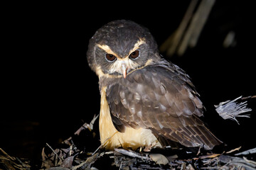 Tawny-browed Owl (Pulsatrix koeniswaldiana) Murucututu-de-barriga-amarela