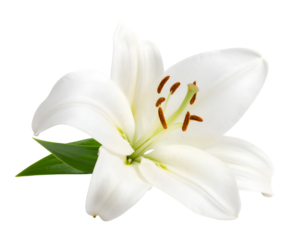Elegant White Lily Flower with Leaf on a Pure Background
