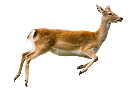   photograph a deer leaping on mid air isolated on white background PNG ,AI GENERATED
