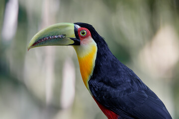 Red-breasted Toucan (Ramphastos dicolorus) Tucano-de-bico-verde