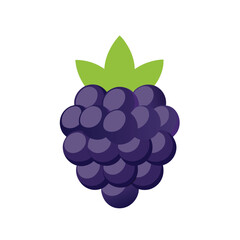 vector illustration of grapes