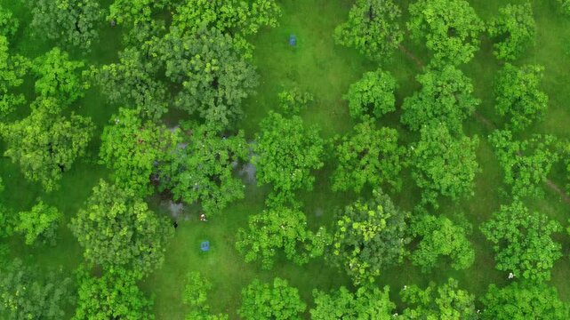 green grass texture bangladesh drone shot