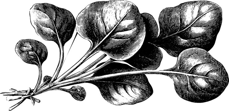 Highly detailed vintage sketch of watercress and spinach leaves - ideal for retro design