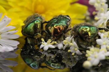 golden beetles feeding on flower pollen Cetonia aurata golden scarab beetle