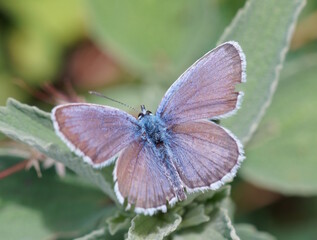 A blue butterfly with outstretched wings. Insects in nature.